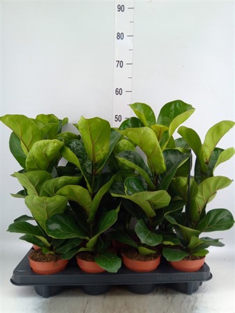 Ficus lyrata 'Bambino' Ø12 H=45