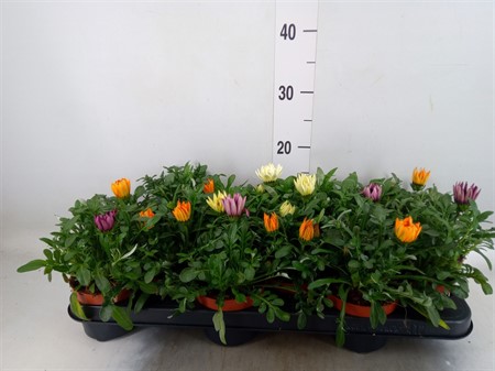Gazania mix Ø510 H=25