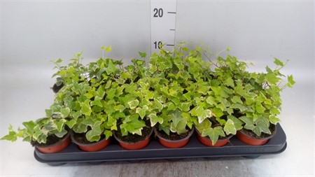 Hedera helix 'Eva' Ø9 H=10