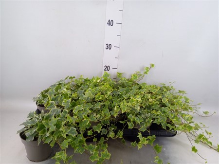 Hedera helix 'Mint Kolibri' Ø510 H=25