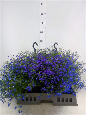 Lobelia 'Curacao Dark Blue' LOBE CU BAS D BLUE Ø23 H=38