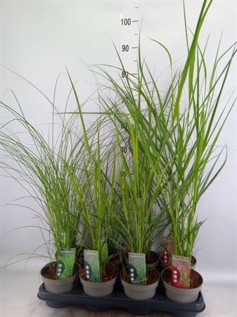 Miscanthus sin. grasses mixed P14 Ø14 H=50