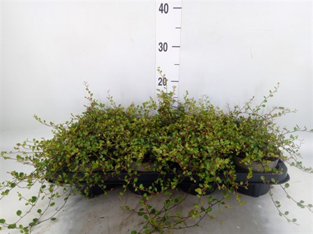 Muehlenbeckia com. 'Mao'ri' Ø12 H=5
