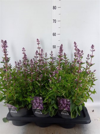 Nepeta ... Serene Wild Orchid Ø17 H=75
