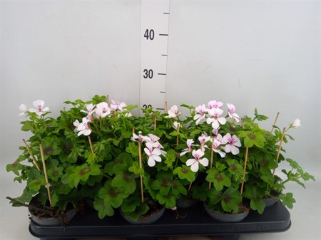 Pelargonium pelt. ... Ø510 H=25