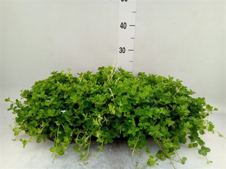 Peperomia rotundifolia Ø510 H=15