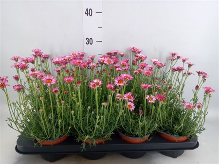 Rhodanthemum hosm. 'Zagora Pink' RHODAN H ZAGORA PINK Ø12 H=30
