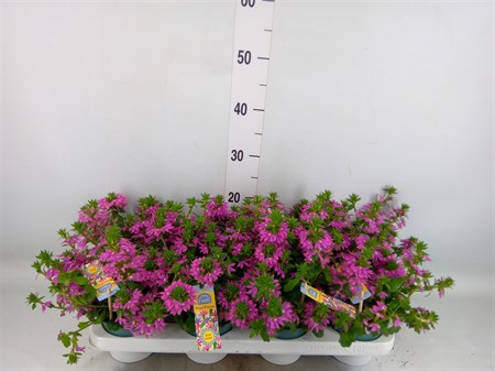 Scaevola aemula ... Scaevola pink Ø12 H=25