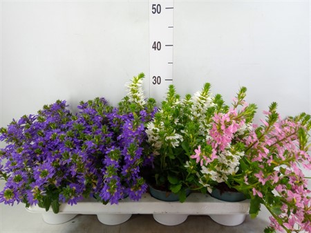 Scaevola aemula ... Scaevola mixed Ø12 H=25