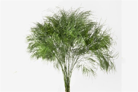 Gr Treefern 55