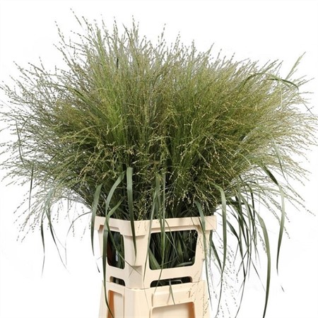 Panicum Warrior 90