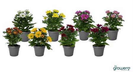 CHRYSANTHEMUM UTAN PÅSE 6Ø Ø6