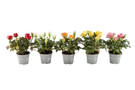 ROSOR KUVERT 6 CM Ø6