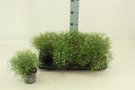 Gypsophila muralis mix in pot Ø12 H=23 STAD 2-3