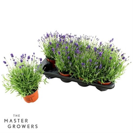 Lavandula ang. Cleo-Patio Ø12 H=25 STAD 1-2