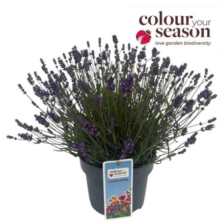 Lavandula ang. Essence Purple Ø23 H=45 POTGEKWEEK