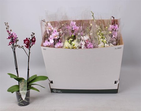 Phalaenopsis multiflora mix 6 colors Ø12 H=50 30+ BLM 2 TAK