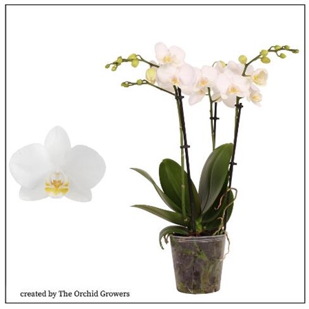 Phalaenopsis vit multiflora Ø12 H=45 3 TAK