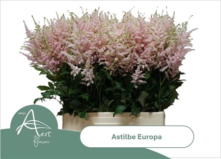 Astilbe JA Europa H=70