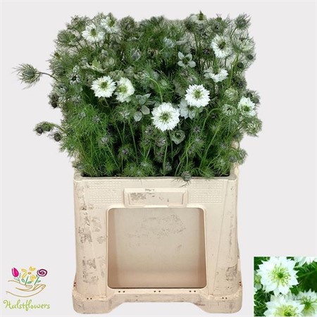 Bunch Nigella White H=60