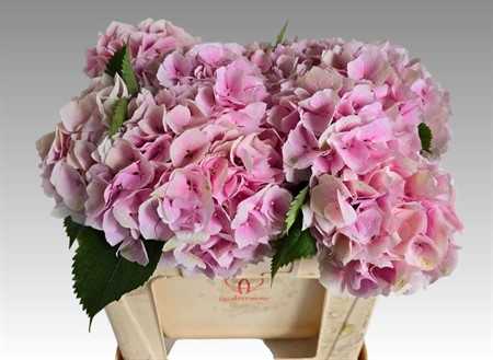 Hydrangea M Verena H=50
