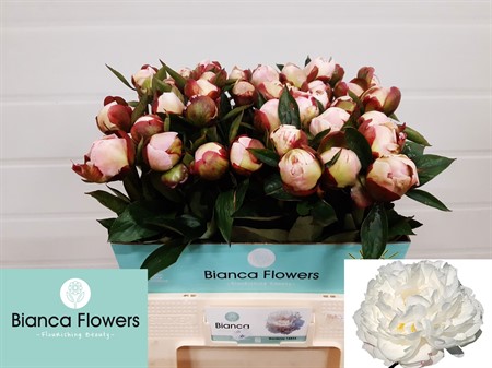 Paeonia L Gardenia H=60