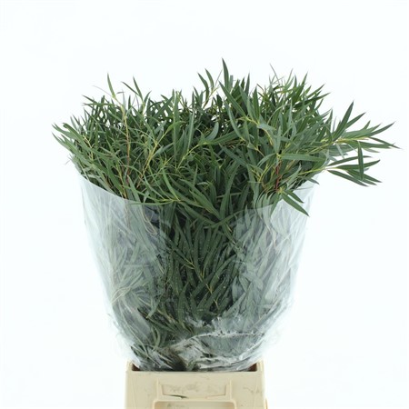 bunch Eucalyptus nicholii H=70