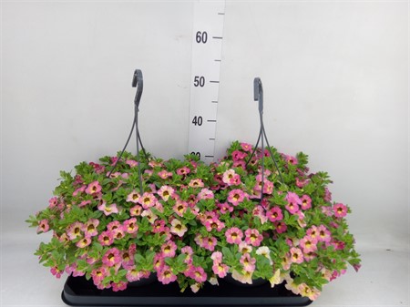Calibrachoa mix hanging pot apricot Ø23 H=40