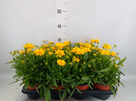 Coreopsis grand. 'Presto' Ø14 H=25