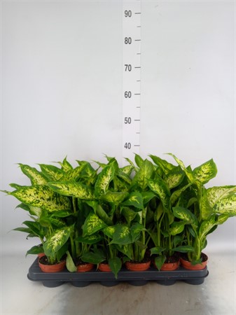 Dieffenbachia 'Compacta' * Ø9 H=35