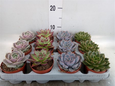 Echeveria mix in 12 gaats tray Ø508 H=12