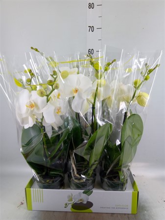 Phalaenopsis ...white (CR) Big 50 Amazon 2 spike Ø12 H=55
