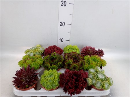 Sempervivum ... sempervivum mixed 6 varieties Ø9 H=12