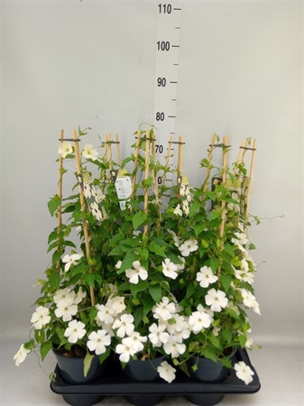Thunbergia nana 'Snow White' pyramid white Ø17 H=70