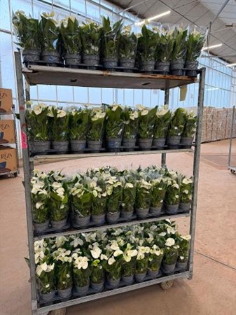 Anthurium andr. white Ø12 H=40