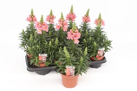 Antirrhinum Florini Diana Pink Ø13 H=35