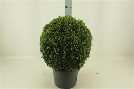Buxus sempervirens KLIPP Ø31 H=60 BOL DIAM 35+