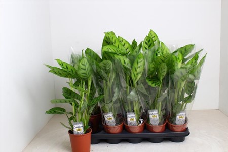 Calathea Leopardina Ø12 H=45