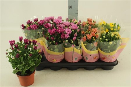 Chrysanthemum Ind. mix 5 färger Ø12 H=26