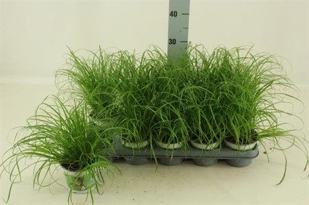 Cyperus alternifolius Zumula Ø12 H=30