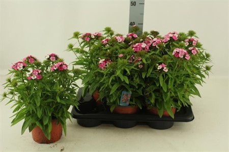 Dianthus barbatus Dart Pink Magician Ø17 H=37 STAD 1-2 RECYCLEBAA