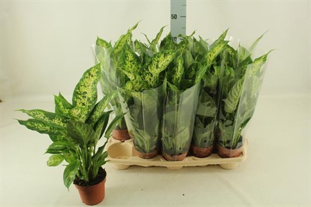 Dieffenbachia Compacta Ø12 H=45