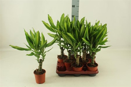 Dracaena fra Mass Coast Ø11 H=50