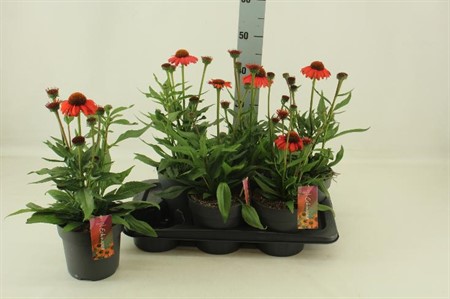 Echinacea Mooodz Devotion Ø17 H=48