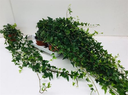 Hedera helix Shamrock Ø12 H=