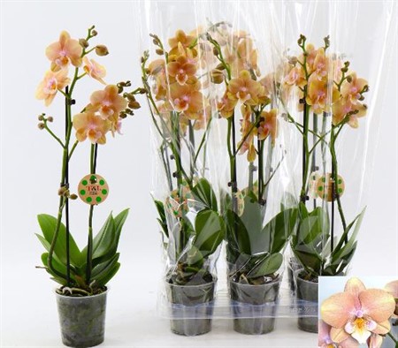Phalaenopsis orange Ø12 H=45 12+ BLM 2 TAK
