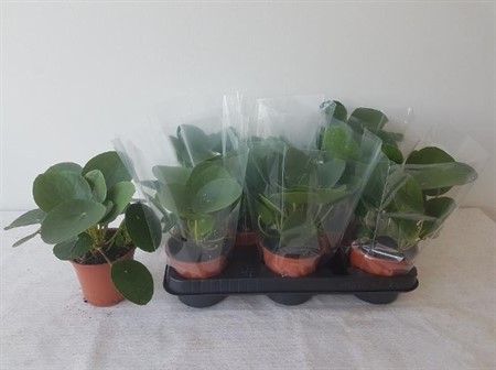 Pilea Peperomoides Ø11 H=20