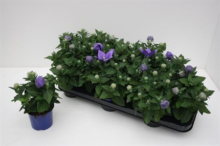 Platycodon grandiflorus Astra Blue Ø10,5 H=25 STAD 1-2