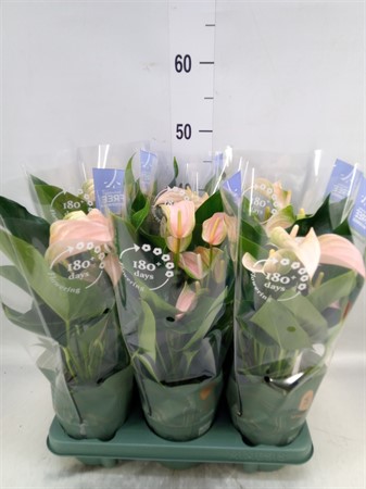 Anthurium andr. 'Joli Peach' 5+ flower Ø12 H=40