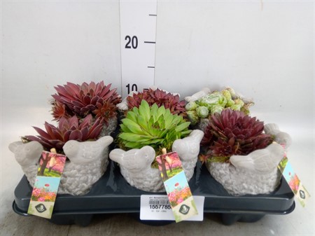 Arr. Sempervivum Betongkruka Ø12 H=20